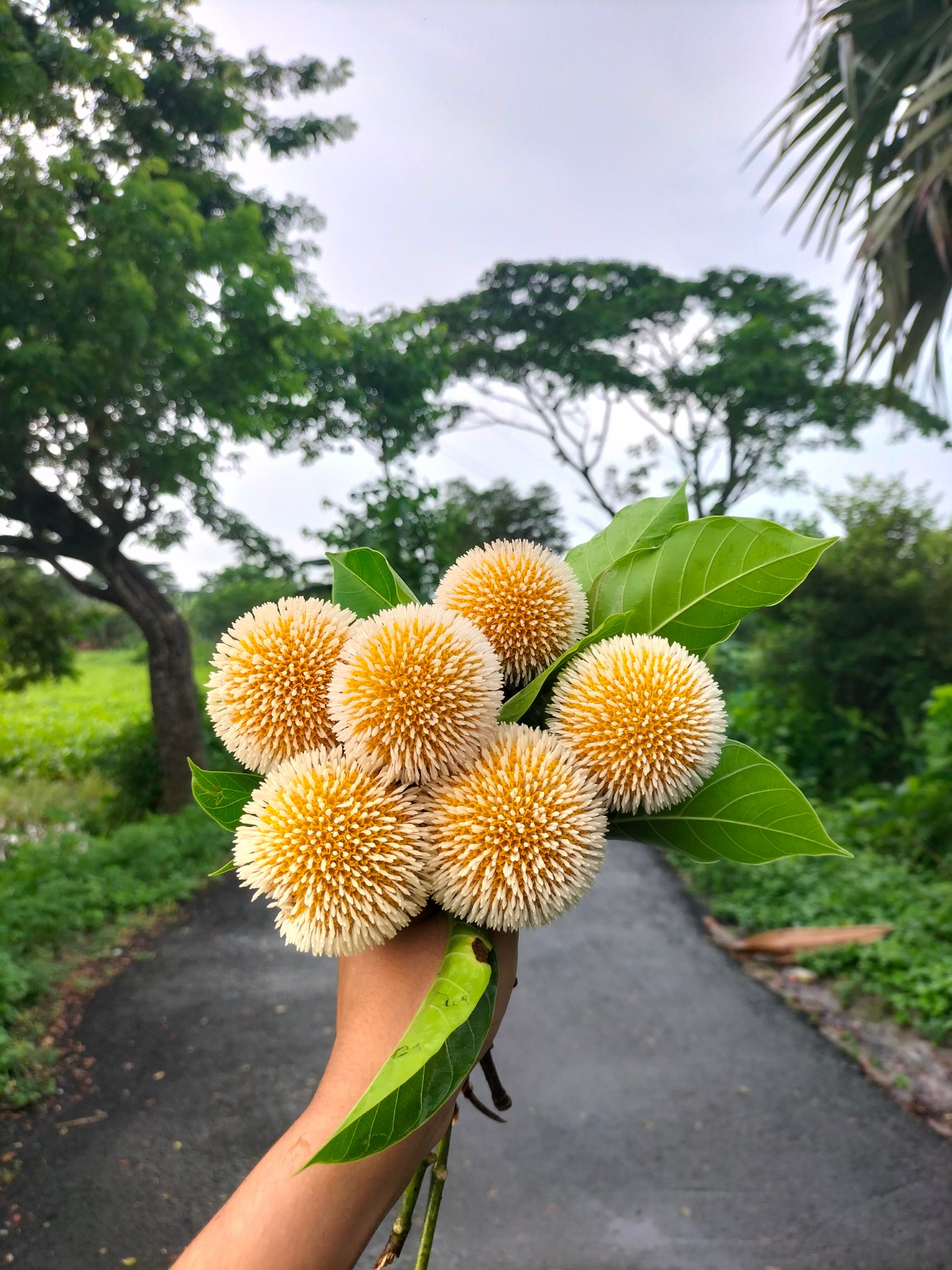 Jyoti